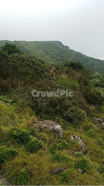 자연,나무,제주도,한라산,영실,풍경,숲,돌,자갈,바위,야외,들판,언덕,시야,view,hill,sky,협곡,능선,날씨,하늘,구름,등산,산책,다리,길,도로,식물,공간,자연풍경,정상,초록,잔디,green,흙,안개,자연,풍경,nature,landscape,outdoors,옥외