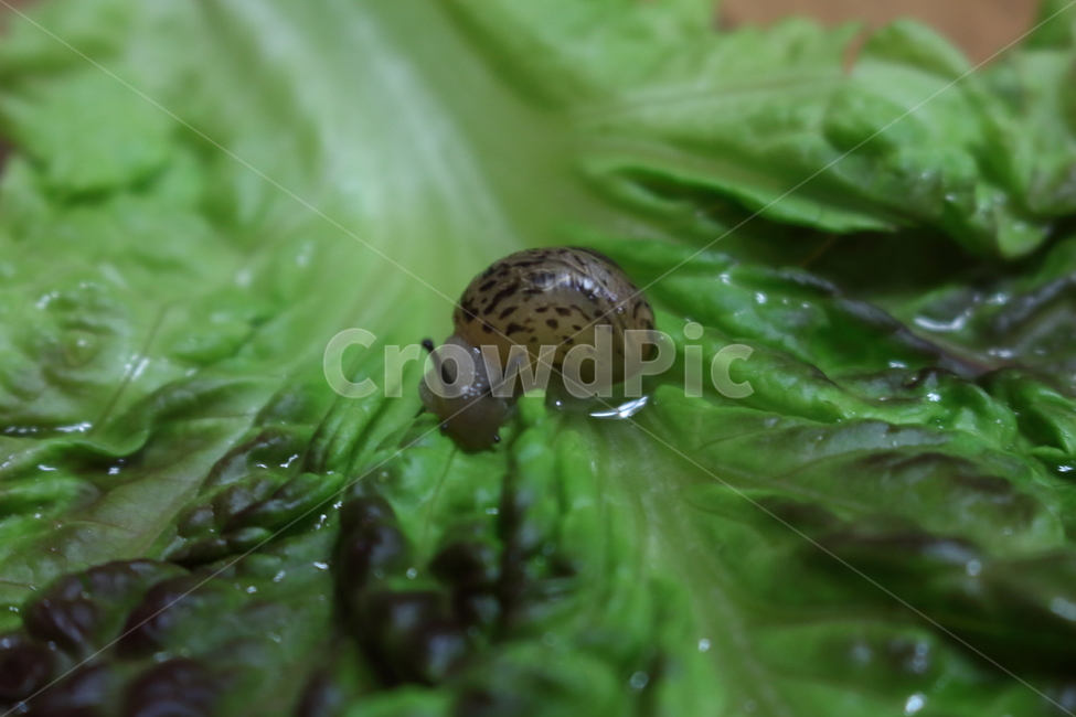 달팽이,상추,동물,연체동물,landsnail,동물,animal