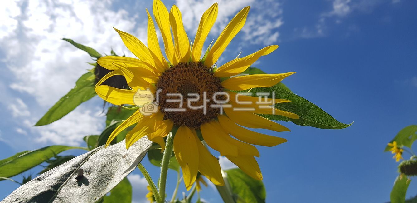 해바라기,하늘,태양,햇빛,노란색,여름꽃,꽃,식물,plant,flower