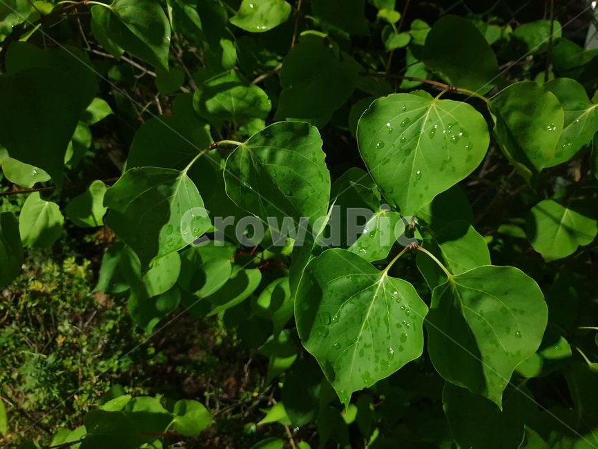 비,이슬,공원,숲,밤,나뭇잎,풀,비온뒤,녹색,자연,풀잎,green,eco,afterrain,park,forest,식물,자연,plants,nature