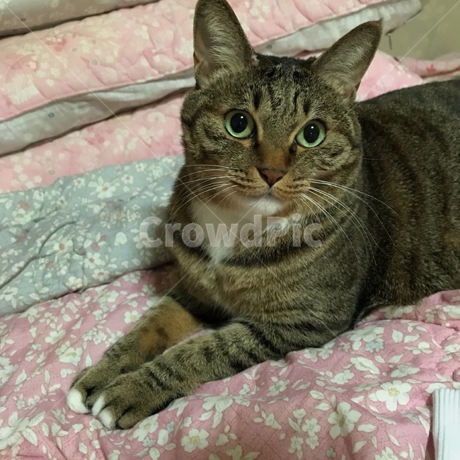 고양이,냐옹이,냥이,한국고양이,코리안숏헤어,코숏,감성사진,동물,포유류,animal,kitten,kitty,애묘,cat,동물,animal,포유류,mammal,고양이,cat,kitten,kitty