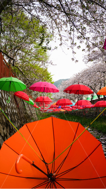 봄,진해,여좌천,벚꽃축제,계절,봄,계절,spring,season,축제,행사,festival,carnival,event,canopy,천개,umbrella,우산