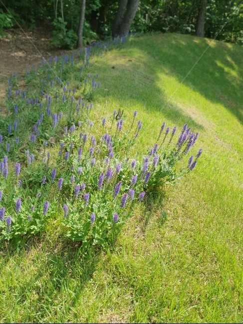 봄,호랑나비,꽃,plants,잔디