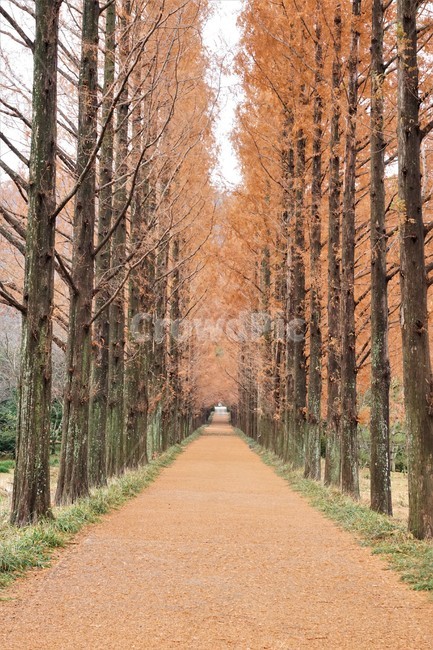 메타쉐콰이어길,가을,감성,나무,길,road,tree,autumn,단풍,자연,식물,풍경,plant,maple,emotion,nature,가을,계절,fall,autumn,season