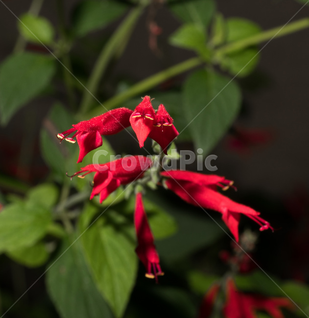 pineapplesage,파인애플세이지,꽃,식물,빨강,red,식물,자연,plants,nature,꽃,flower