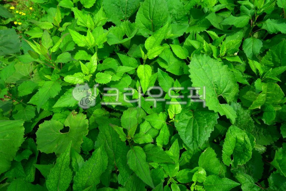 곤드레,gondrenamul,곤드레나물,plant,식물,leaf,잎,채소,vegetable