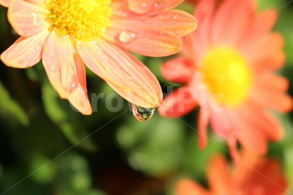 꽃,국화,물방울,이슬,가을,식물,자연,plants,nature,꽃,flower,감성,sensible,feeling