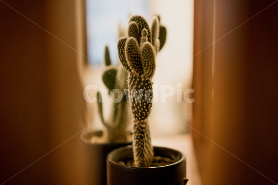 카페,카페인테리어,선인장,cactus,곰발바박,동글동글,귀여운,실내용화초,화분,화초,house plant