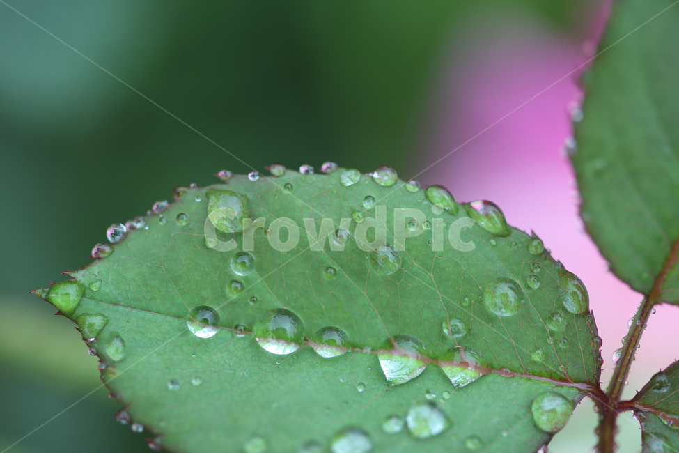 나뭇잎,빗방울,물방울,leaf,raindrop,waterdrop,식물,자연,plants,nature