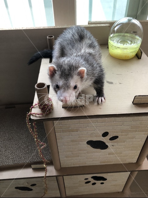 페럿,어리둥절,캣타워,패릿,애완동물,동물,animal,포유류,mammal