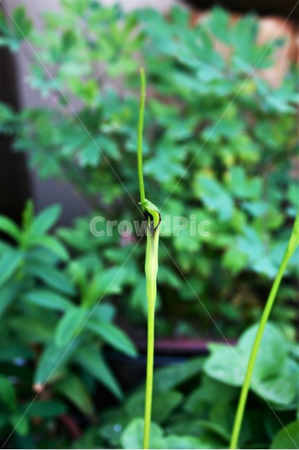 두루미천남성,천남성과,여러해살이풀,야생화,유독성,식물,자연,plants,nature