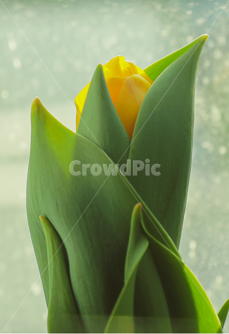 flower,꽃,튤립,노란튤립,식물,봄꽃,꽃봉오리