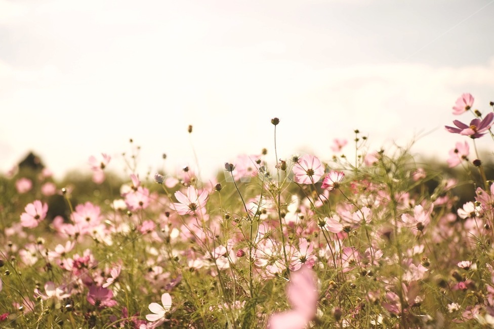 꽃,코스모스,핑크,자연,flower,cosmos,pink,nature,가을,계절,fall,autumn,season,식물,자연,plants,nature,꽃,flower,plant
