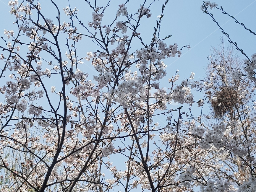 벚꽃,봄,봄꽃,꽃놀이,꽃,봄,계절,spring,season,식물,자연,plants,nature,꽃,flower,plant,blossom,cherry blossom