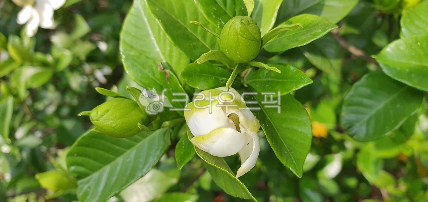 치자나무,치자나무꽃,치자나무꽃봉우리,꽃,꽃봉우리,개화,나무,blossom,plant,잎,leaf