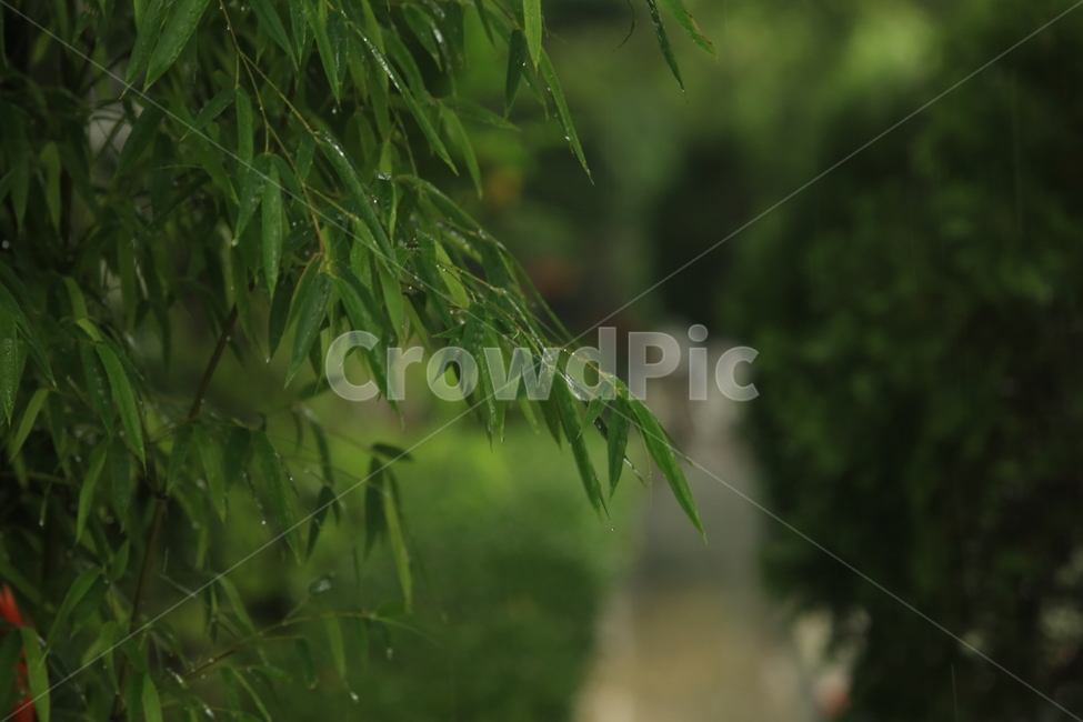 비,소경,풍경,비오는날,비오는소경,rain,식물,자연,plants,nature,비,비오는날,rain,rainy