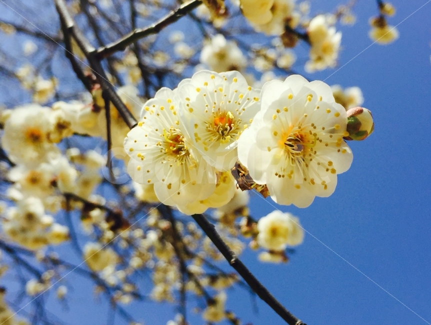 2016년,3월,봄,Spring,매화,꽃샘추위,하늘,파란하늘,사진,이미지,식물,자연,plants,nature,봄,계절,spring,season,꽃,flower,plant