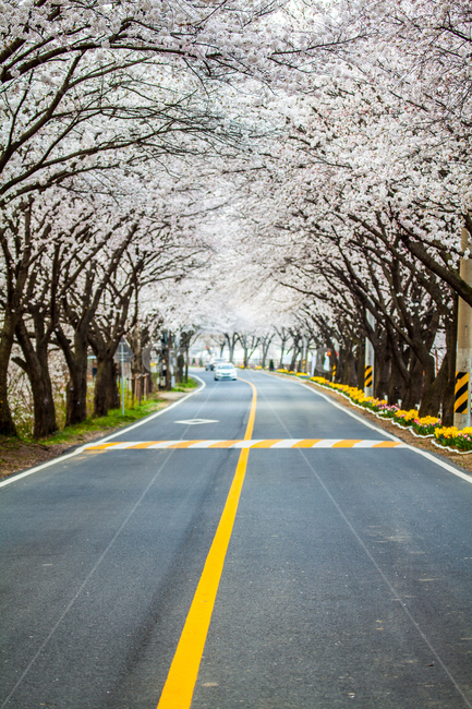 벚꽃,길,도로,tree,나무,flower