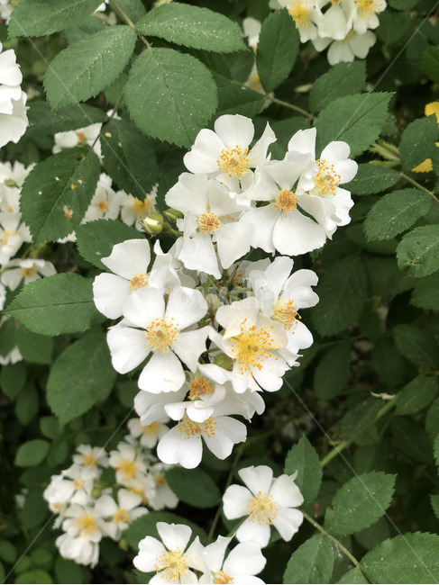 봄,초여름,찔레꽃,찔레,봄꽃,여름꽃,산속의꽃