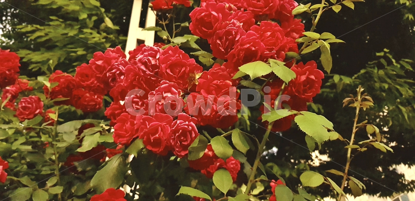장미,꽃,여름,flower,rose,summer