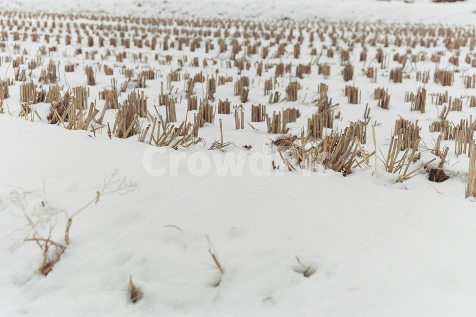겨울,눈,밭,동절기,농사,밀,겨울,계절,winter,season