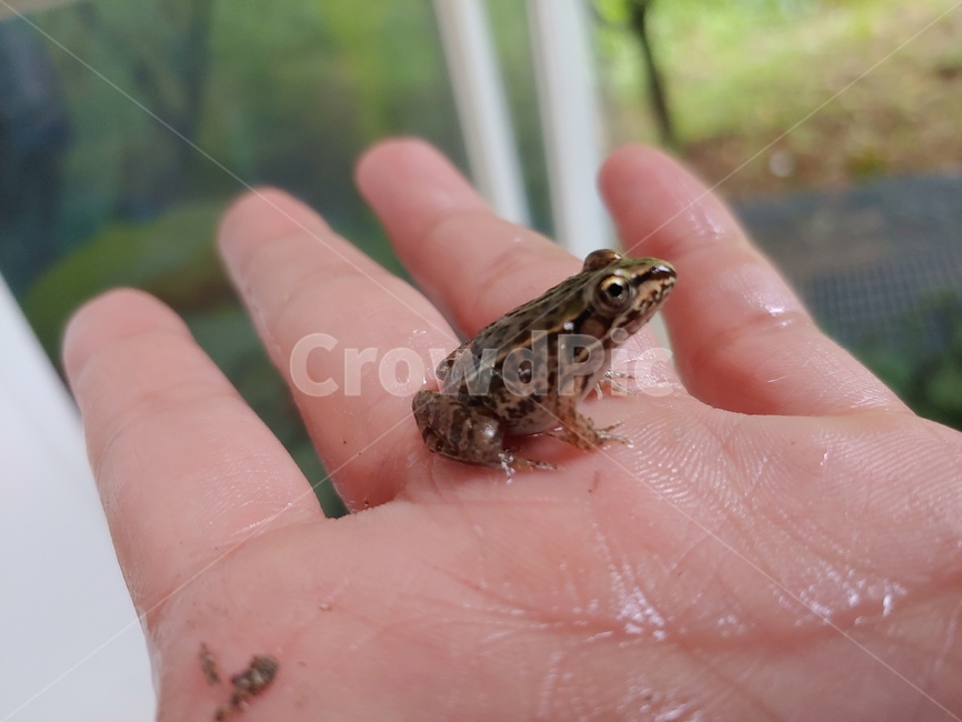 개구리,손바닥,손,청개구리,무척추동물,곤충,동물,파충류,양서류,reptile,amphibian