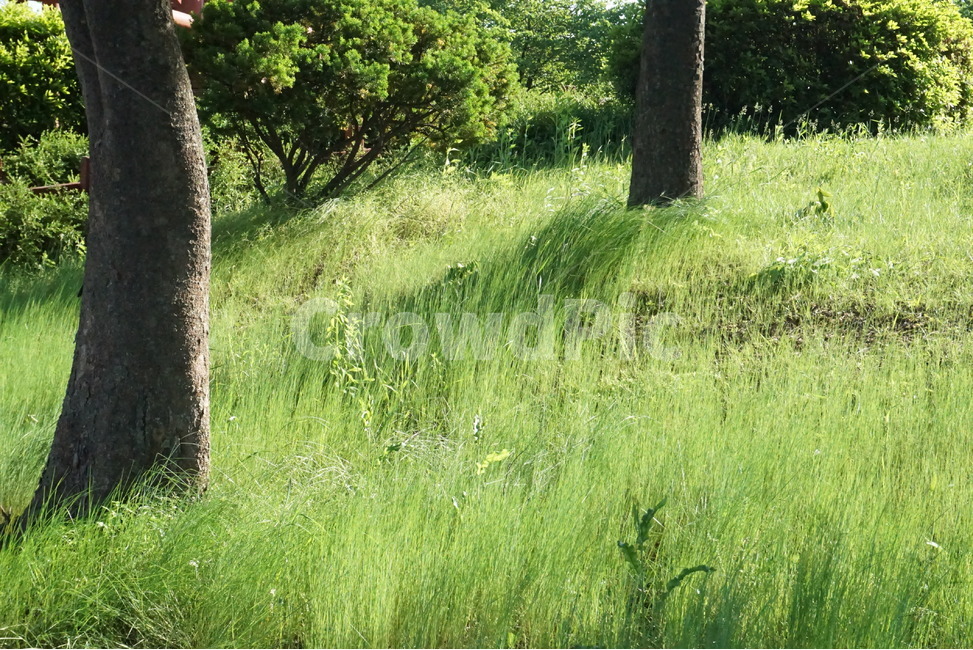 나무,풀,햇살,봄,자연,자연광,식물,자연,plants,nature,나무,trees,wood,휴식,힐링,rest,relaxation,healing