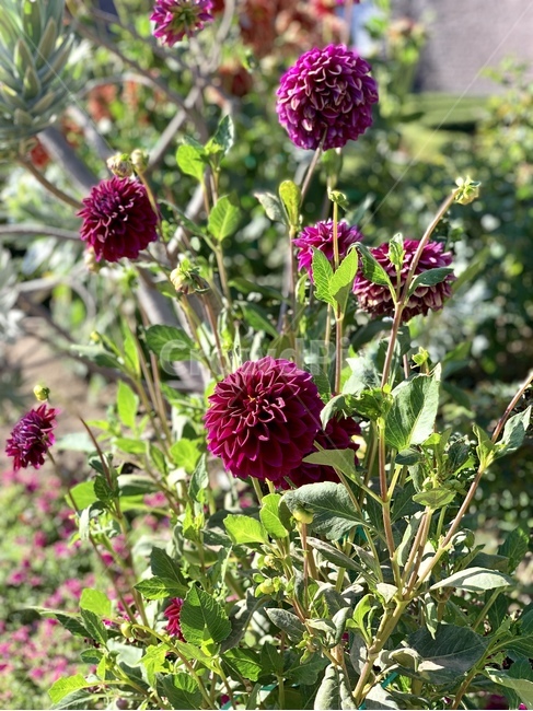 꽃,가을,보라색,식물,동그란꽃,blossom,dahlia,달리아,plant,flower,자연,과학,식물,자연,plants,nature,꽃,flower