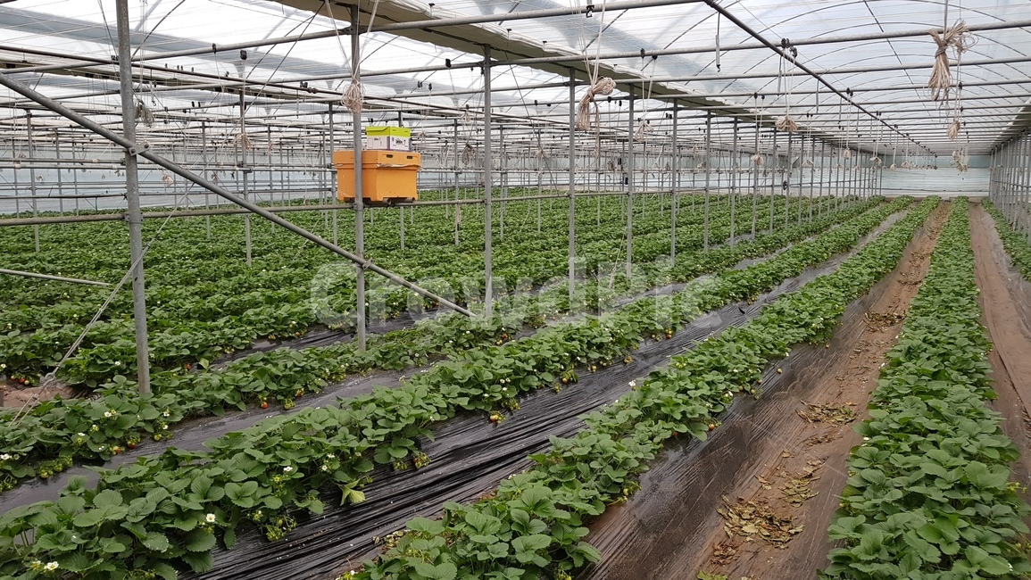 딸기농장,딸기,농사,딸기농사,자연,greenhouse,온실,농업,농사,agriculture,farming,farming industry