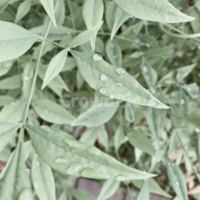 물방울,잎,자연,비,풀,초록,숲,심플,leaf,plant,아날로그