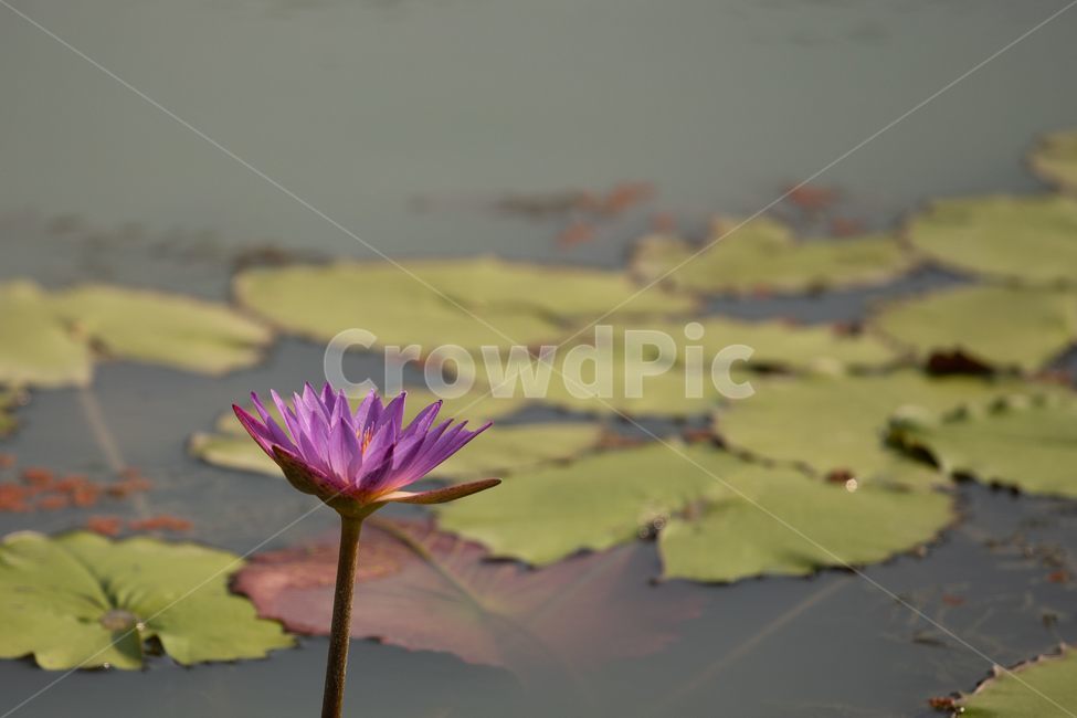 자연,꽃,연꽃,수련,빅토리아,식물,자연,plants,nature,꽃,flower