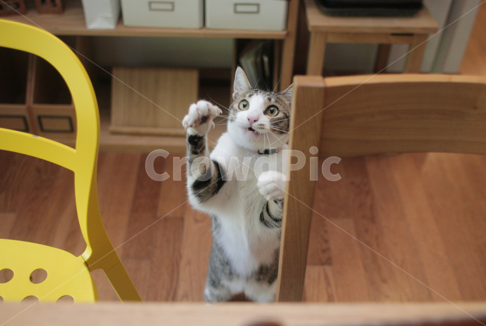 고양이,코리안숏헤어,코숏,집냥이,cat,kitty,animal,동물