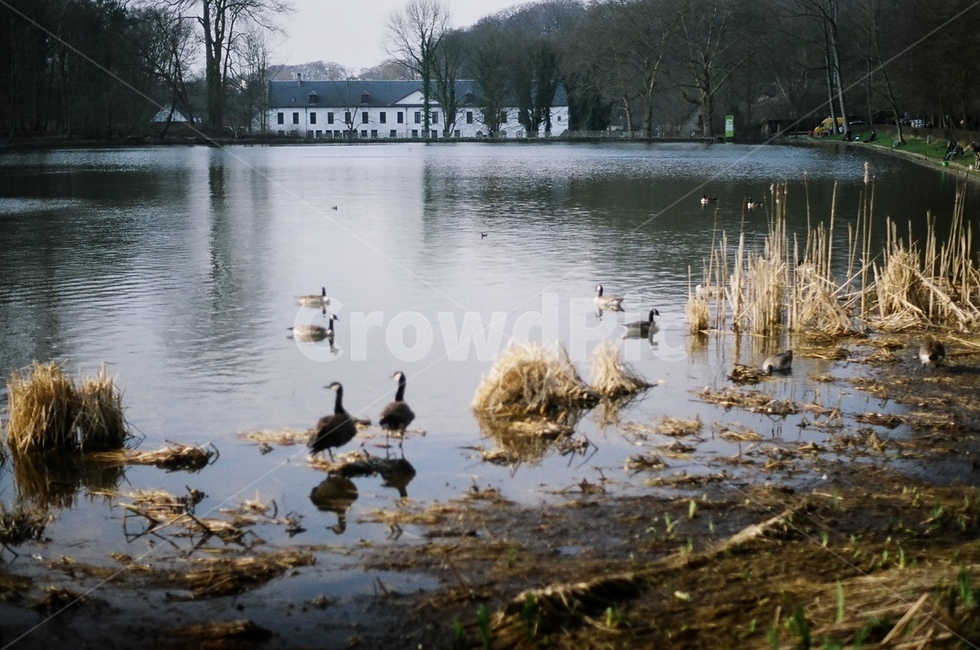 animal,동물,bird,새,오리,연못,pond