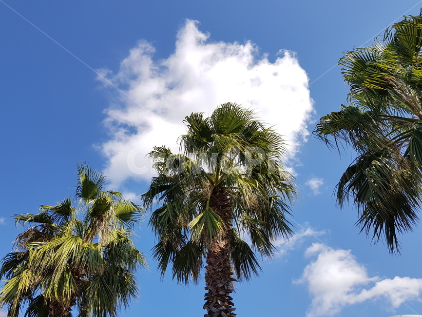 야자수,하늘,구름,나무,제주도,자연,풍경,nature,landscape,summer,여름,tree,palm tree,plant,식물