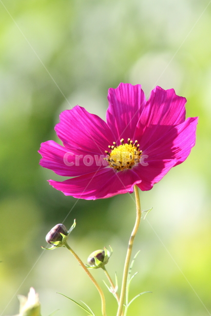 코스모스,꽃,식물,가을꽃,cosmos,가을,계절,fall,autumn,season,식물,자연,plants,nature,꽃,flower,plant