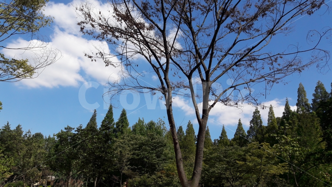 뭉게구름,하늘,나무,인천대공원,시원함,식물,자연,plants,nature,나무,trees,wood