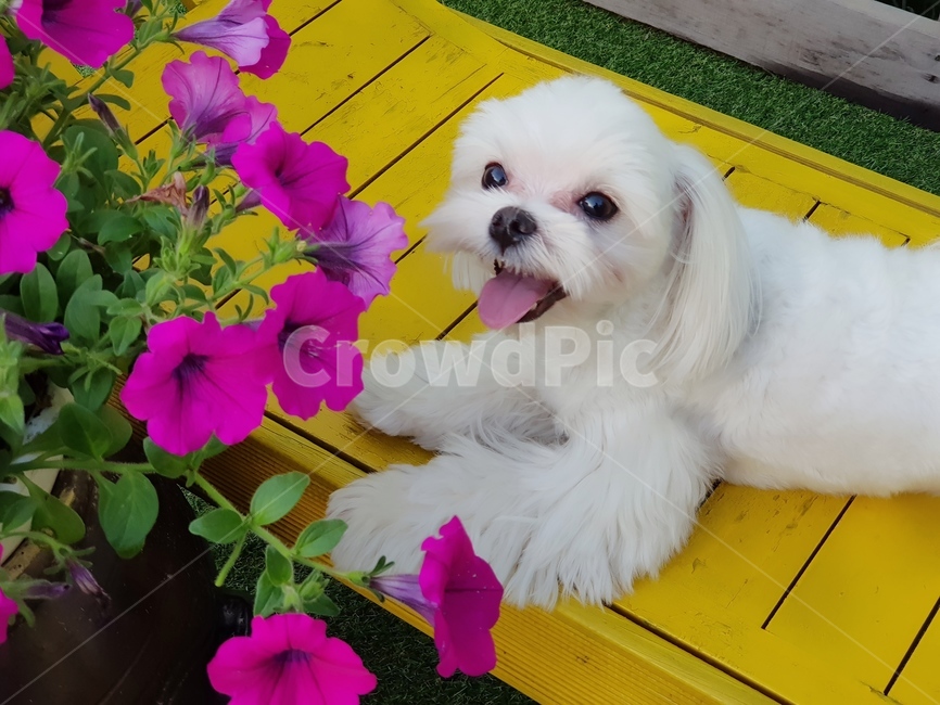 반려견,말티즈,flower,blossom,꽃,lovedog,zoo,doggy,개,동물,애완동물,dog,귀여움,maltese,강아지,cutty,사랑스러운,큐티,예쁜강아지,흰강아지