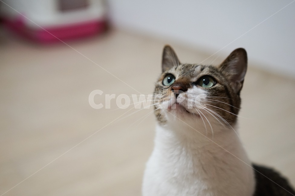 고양이,코숏,코리안숏헤어,야옹,애완동물,반려묘,동물,animal,포유류,mammal,고양이,cat,kitten,kitty