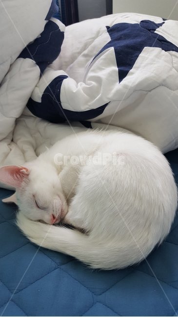고양이,애완동물,반려동물,코숏,터키쉬앙고라,오드아이,동물,animal,포유류,mammal,고양이,cat,kitten,kitty