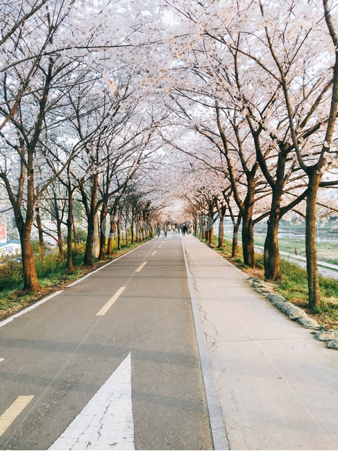 안양천,벚꽃길,가로수길,벚꽃,벚꽃터널,벚꽃가로수길,가산디지털단지,벚꽃축제