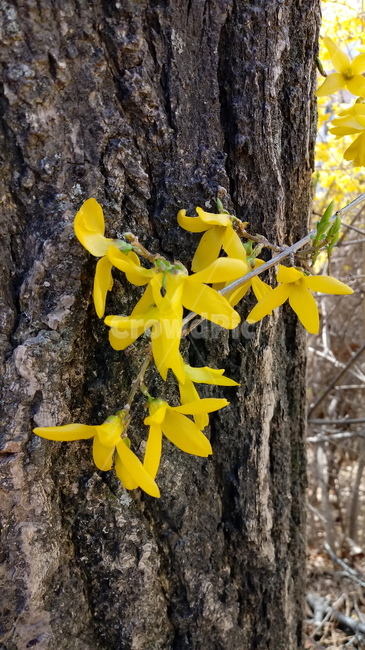 나무,식물,꽃,봄꽃,나무줄기,나무가지,봄,plant,tree,treetrunk,flower,blossom,꽃잎,노란색꽃,개나리
