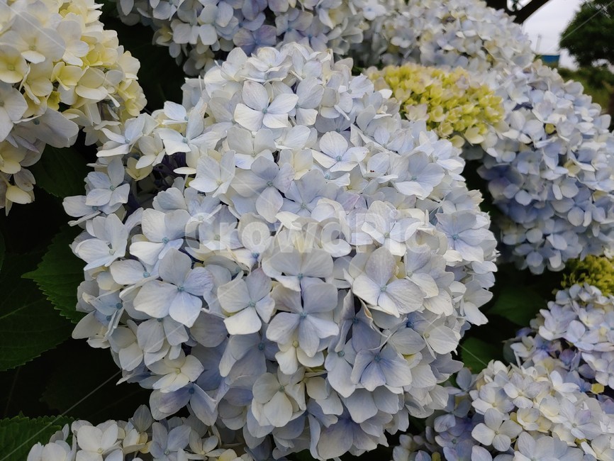 수국,제주,꽃,여름,연파랑,summer,flower,wild,beautiful,pretty,아름다운,예쁜,싱그런,fresh,nature,environment,자연,환경