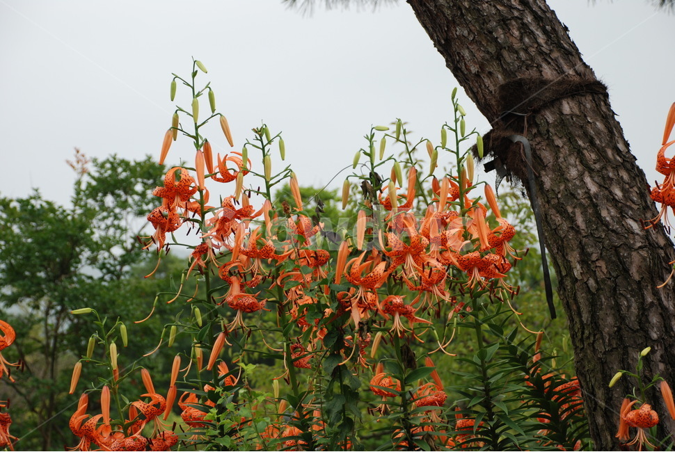 나리꽃,참나리,꽃,자연,식물,식물,자연,plants,nature,꽃,flower