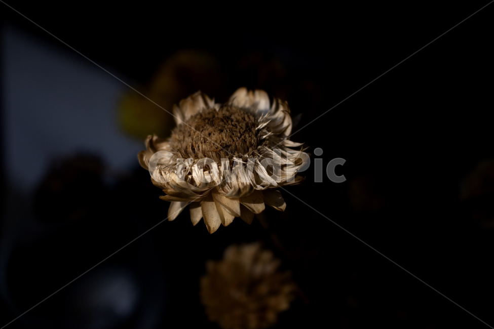 plant,식물,꽃,마른꽃,로우키,식물,자연,plants,nature,꽃,flower