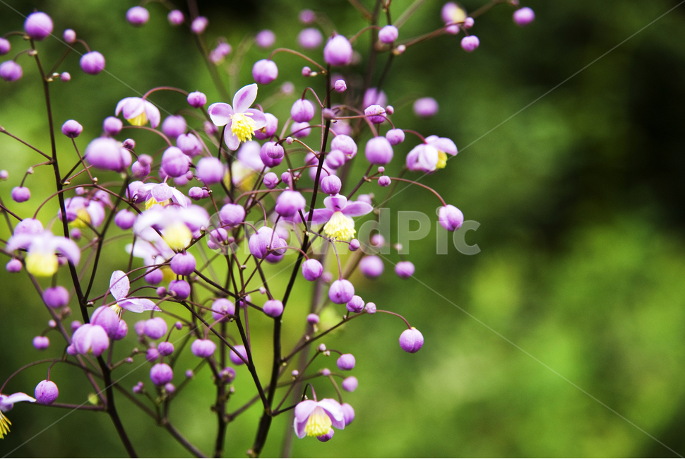 자연,꽃,봄,식물,바탕화면,식물,자연,plants,nature,꽃,flower