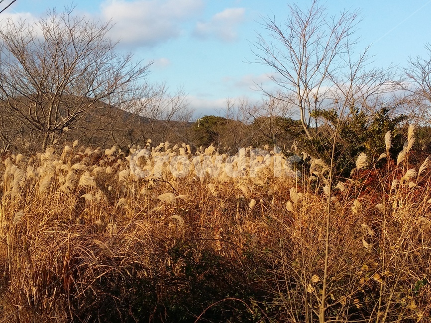 제주도,갈대,나무,오름,구름,하늘,풍경,가을,계절,fall,autumn,season,자연,풍경,nature,landscape,grass,잔디,plant,식물,lawn,reed