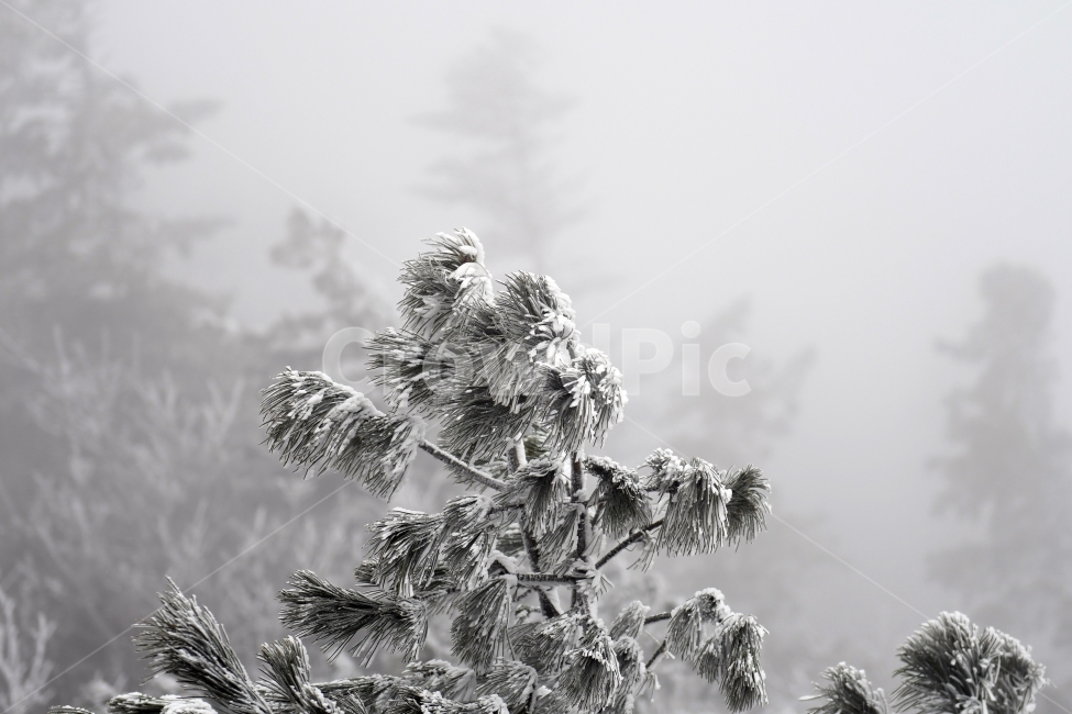 눈,풍경,겨울,눈꽃,상고대,바람,서리,추위,산,나무,겨울,계절,winter,season,식물,자연,plants,nature,나무,trees,wood