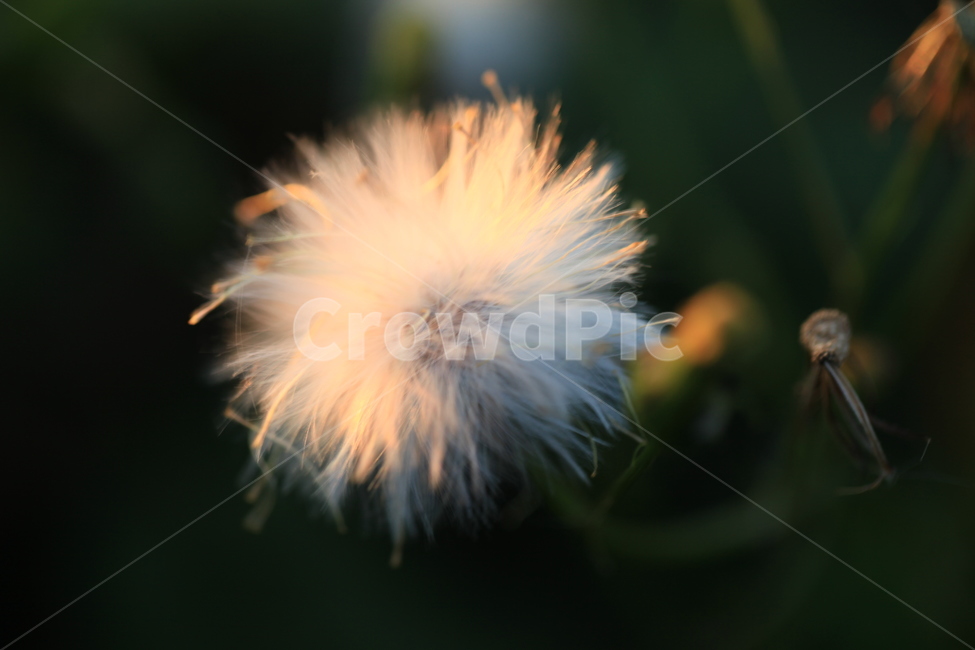 홀씨,석양빛,꽃,flower,식물,plant,한송이,털,식물,자연,plants,nature