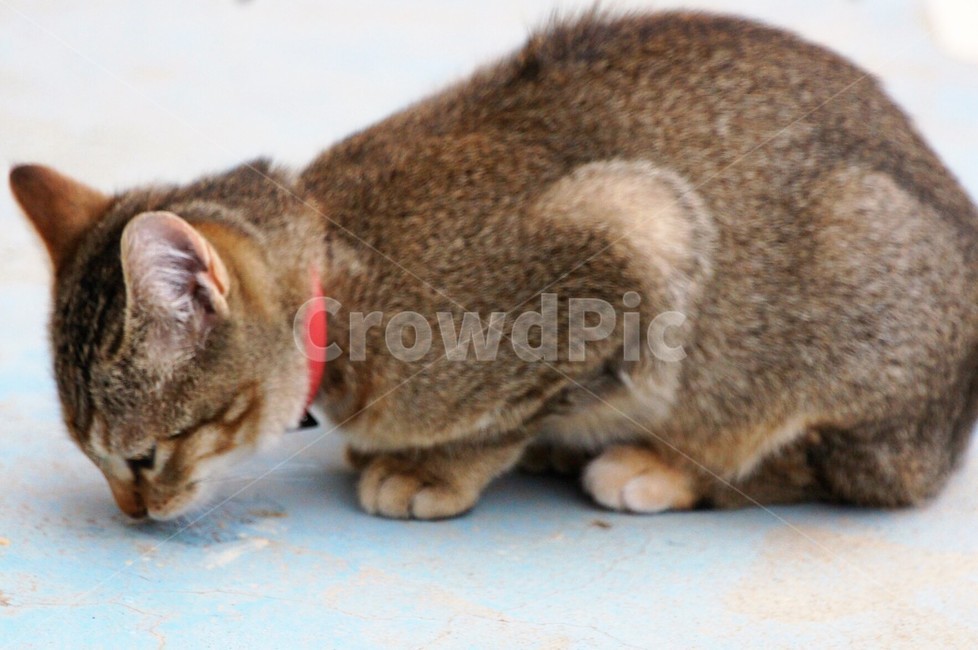 고양이,야옹이,야옹야옹,애완동물,동물,자연,nature,animal,휴식,동물,animal,포유류,mammal,고양이,cat,kitten,kitty