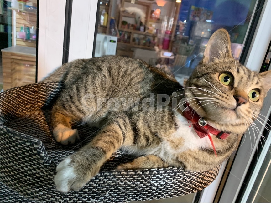 cat,고양이,animal,동물,pet,애완동물,mammal,포유류,반려동물